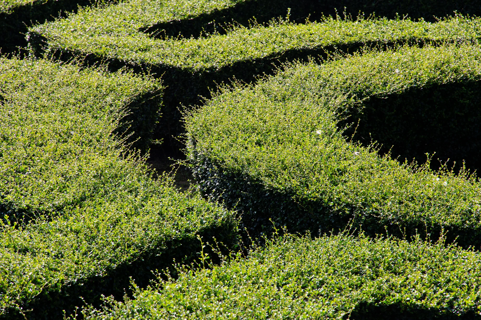 Setos y jardín de la zona común del residencial Ponsar
